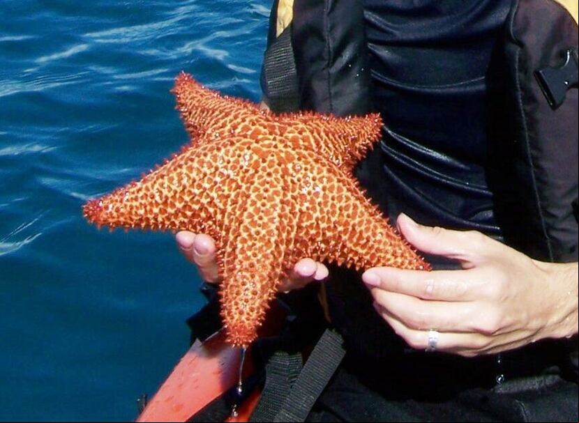 Estrella de mar.