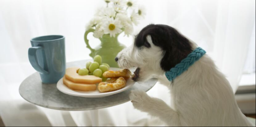Dar comida de la casa a los perros causa problemas nutricionales, obesidad, mal aliento, acumulación excesiva de sarro en los dientes, problemas con el corazón y alergias, entre otros. (Archivo)