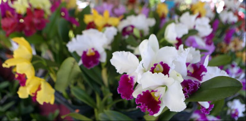 Mañana, 27 de junio, dará inicio la celebración del cuadragésimo sexto aniversario del Festival de las Flores, en Aibonito. (Archivo)