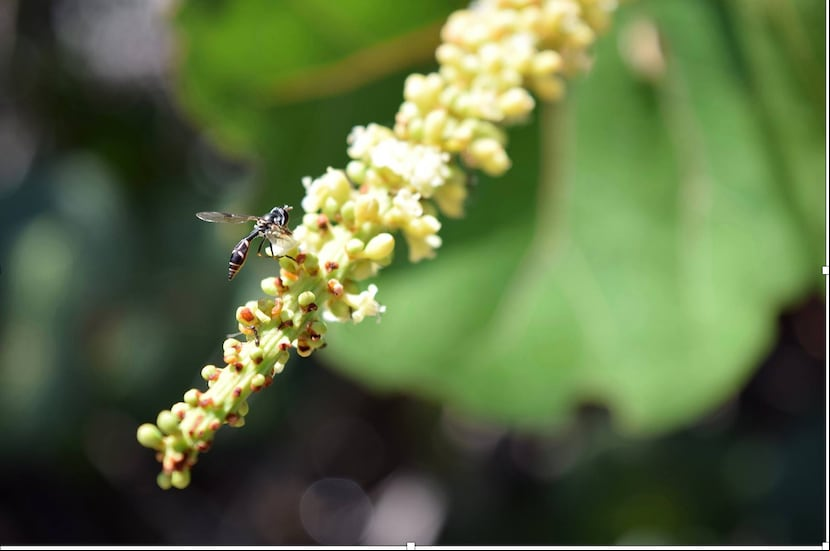 Adulto de Dioprosopa clavatus (Fabricius, 1794) polinizando la flor de la uva playera en las Salinas de Cabo Rojo (foto por José J. Orengo Green).