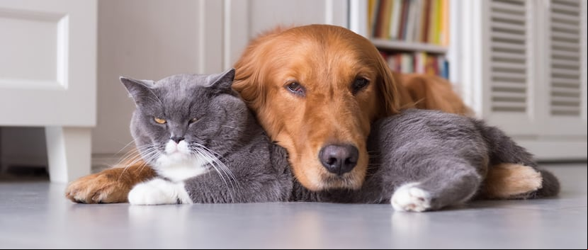 Entre los nuevos servicios para perros y gatos están los 'spas' a domicilio para la comodidad de ellos y de sus humanos. (Shutterstock)
