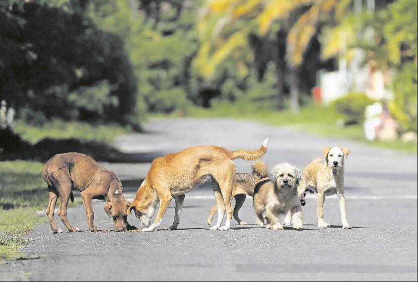 La Ley 154 es la que vela por el bienestar de animales en Puerto Rico. (Archivo / GFR Media)